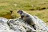 Camping Frankrijk Alpes Maritimes : Marmotte du Mercantour Côte d'Azur