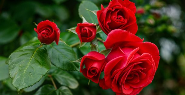 Roses